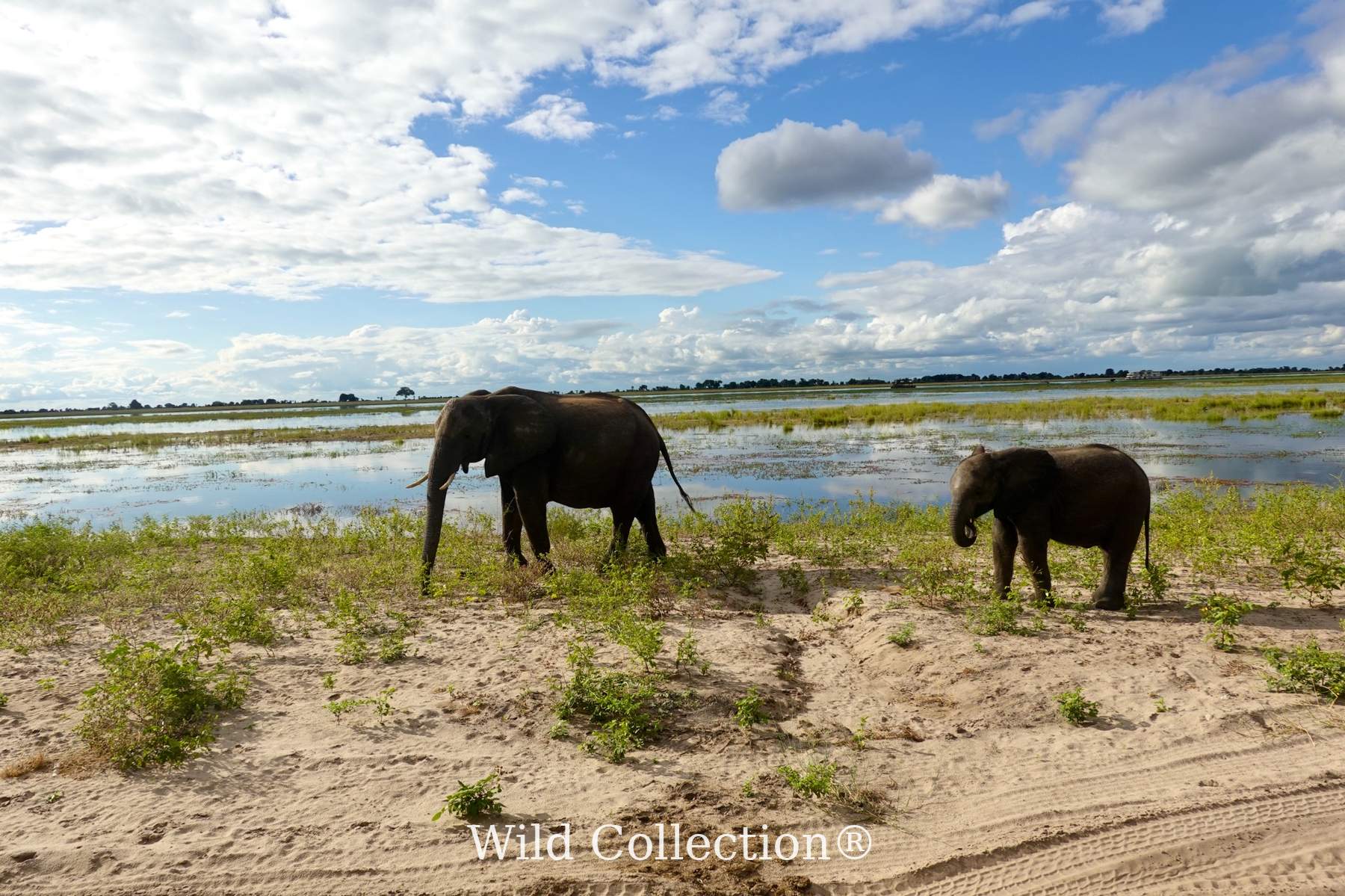 Wide-Sky Walk preview