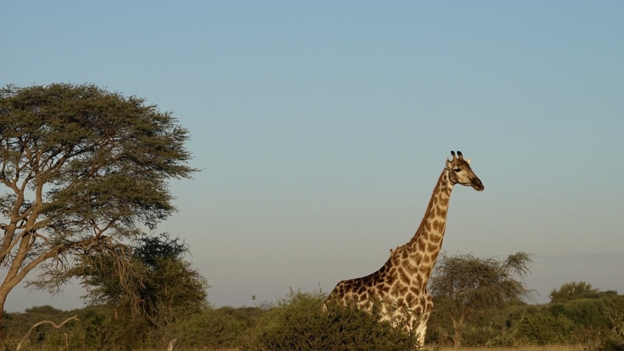 Moon Witness preview