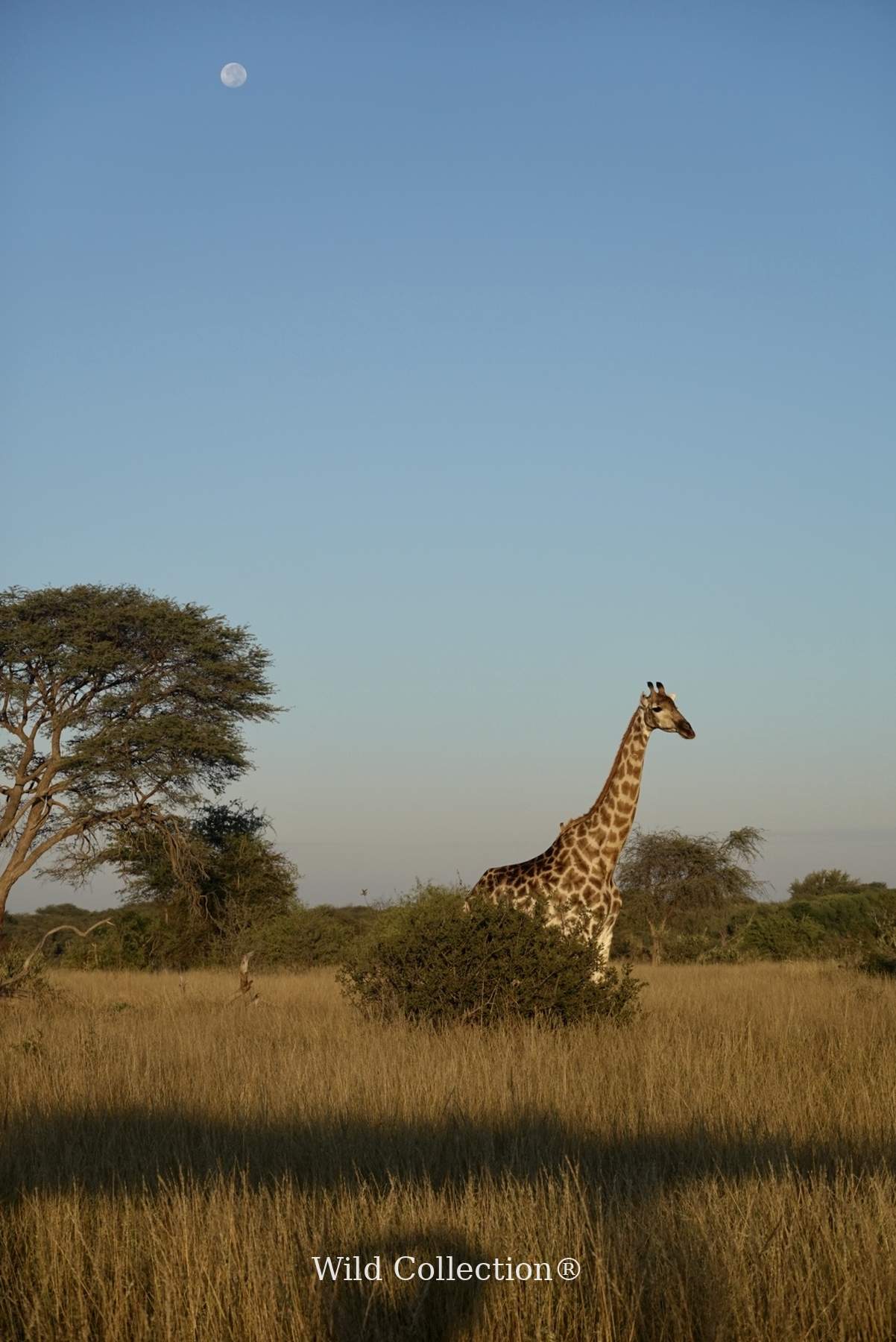 Moon Witness — giraffe under the moon, Botswana