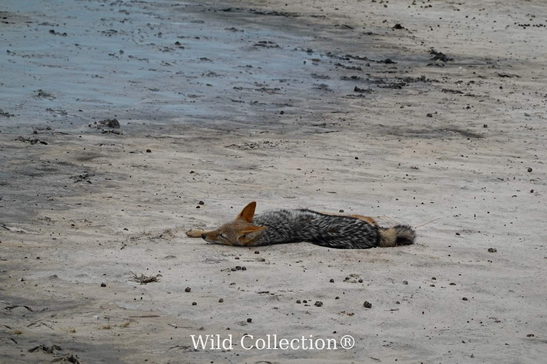 Rest Without Fear preview