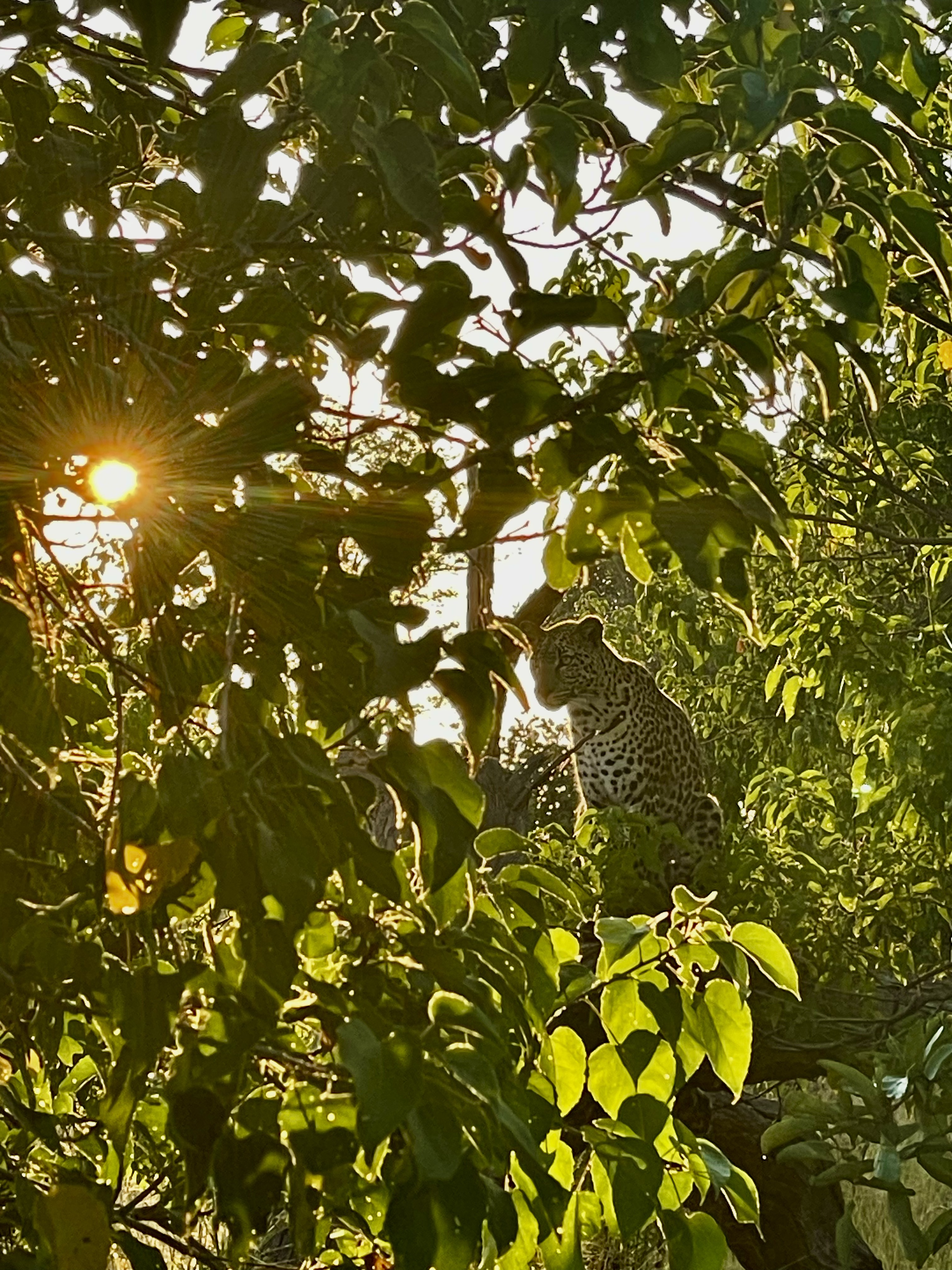 Wild encounter preview