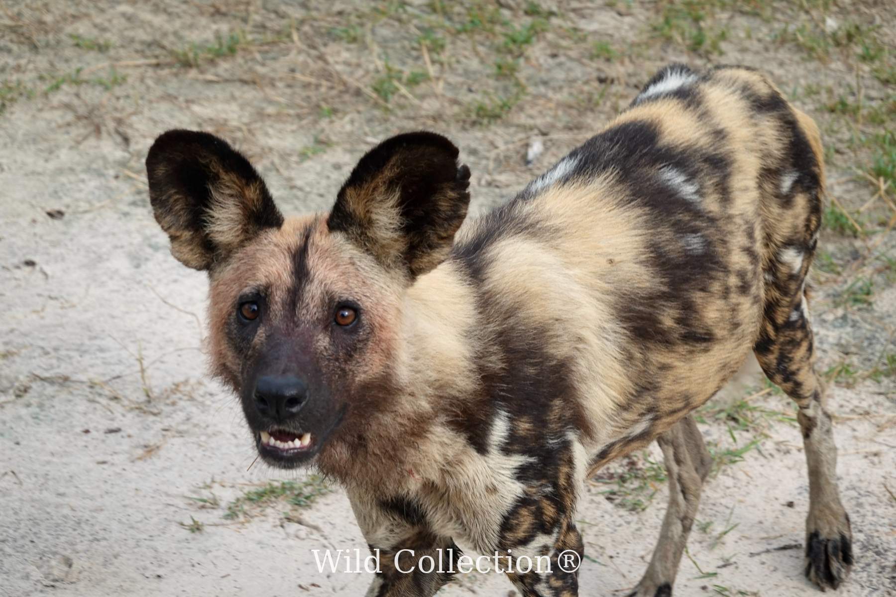 When the Wild Looks Back preview