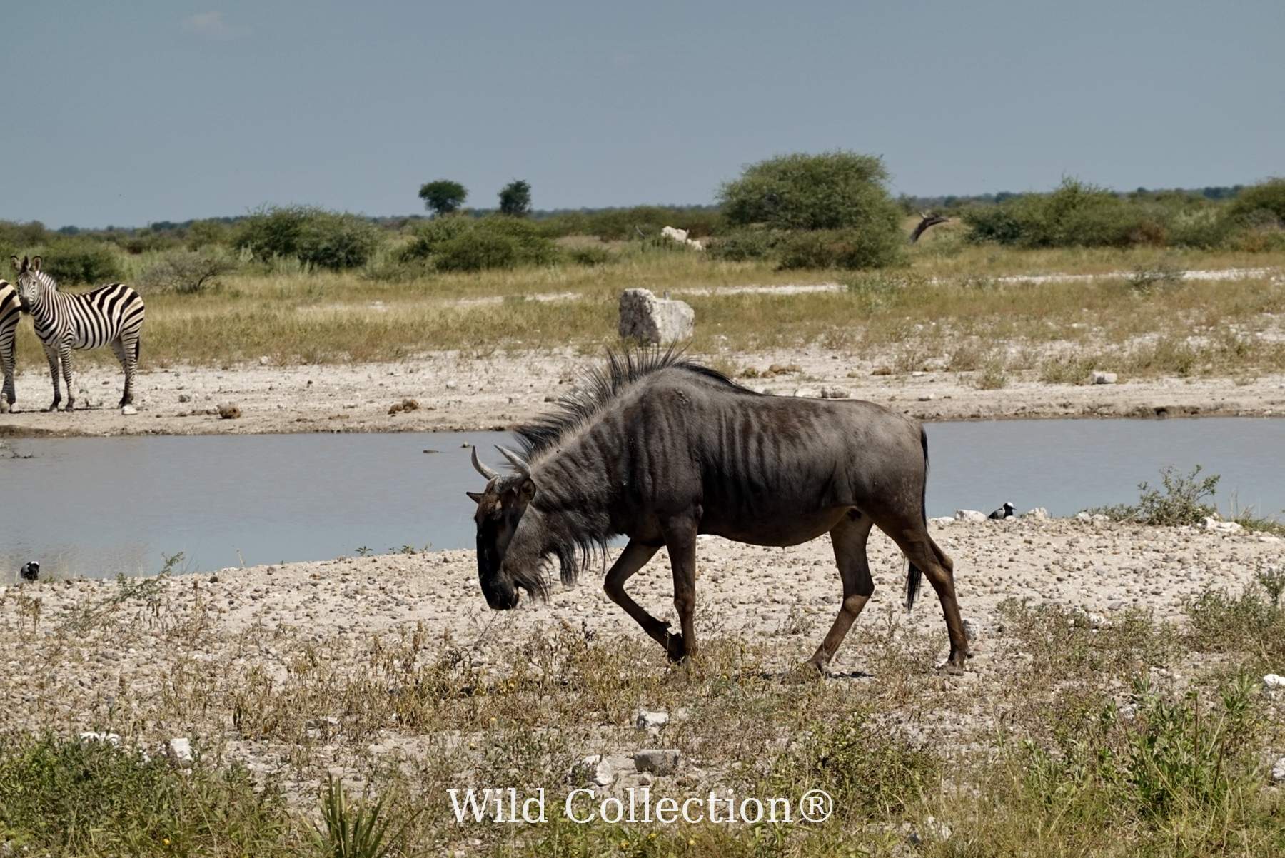 Crossing Alone preview