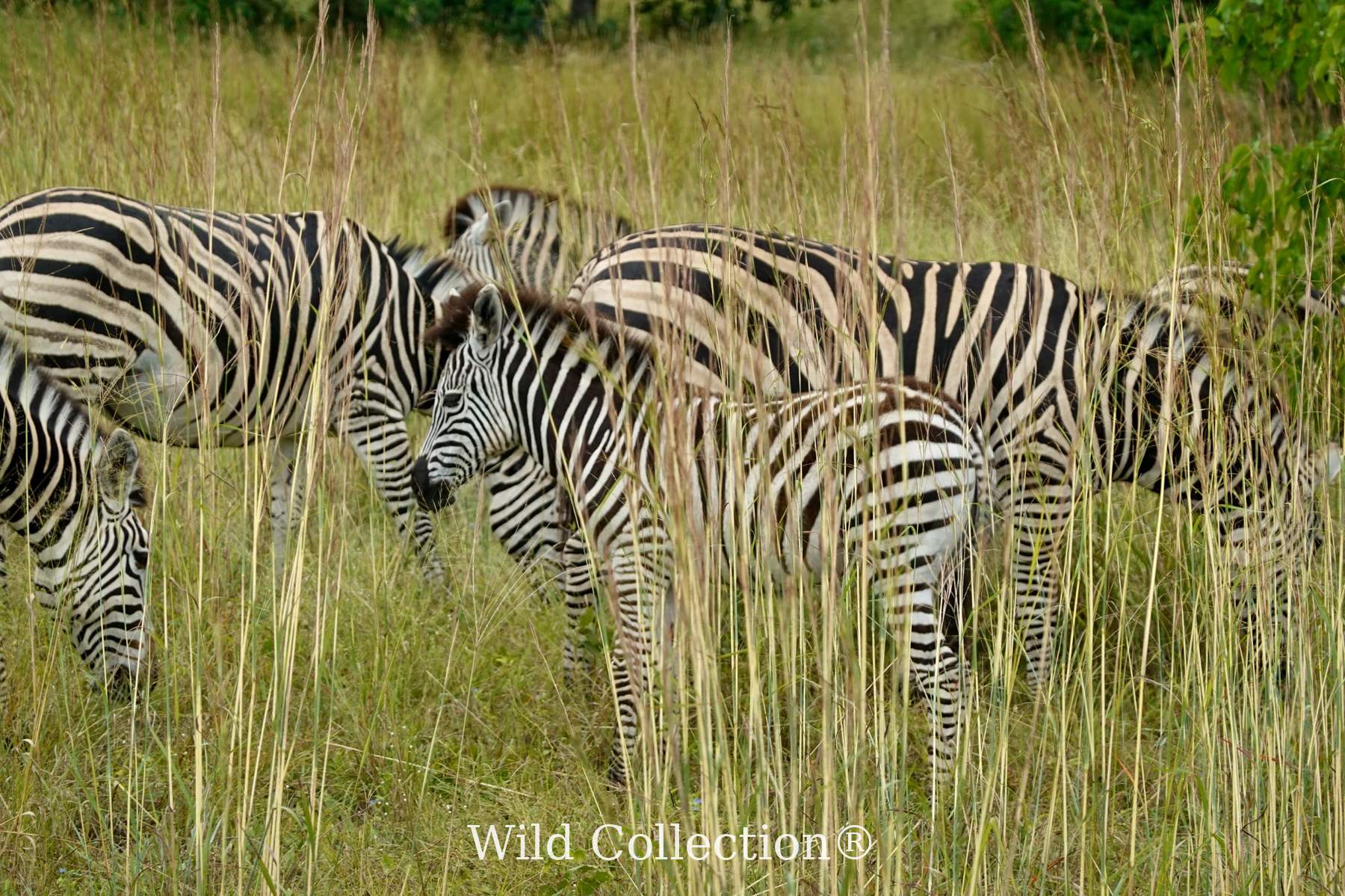 Striped Chorus preview